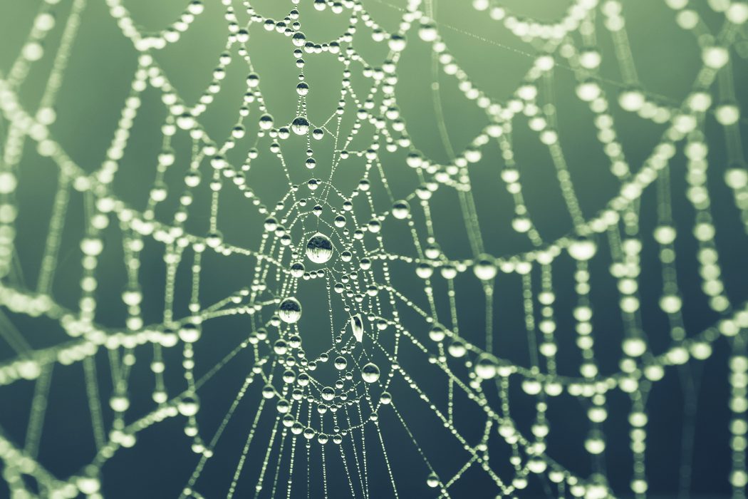 Edderkopp spinn med regndråper i nettet